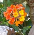 /album/my-garden/a2014-05-30-15-55-58-1-jpg/
